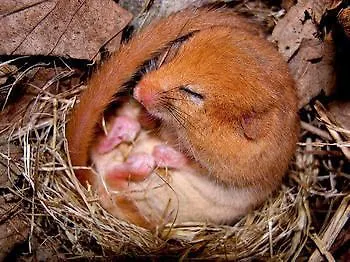 德特莫尔德霍夫酒店 代特莫尔德